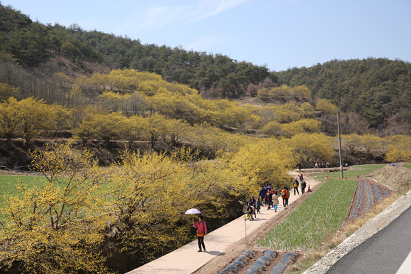 ▲ 의성산수유꽃 축제가 열리고 있는 사곡면 화전리 산수유꽃 군락지  ⓒ뉴데일리