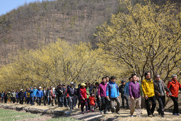 ▲ 김주수 군수가 의성산수유꽃 축제에 참여한 관광객들과 함께 꽃길을 걷고 있다. ⓒ뉴데일리