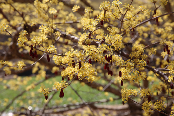 ▲ 산수유 열매가 활짝 핀 모습.ⓒ뉴데일리