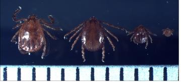 ▲ 작은소참진드기 형태ⓒ대구시 제공