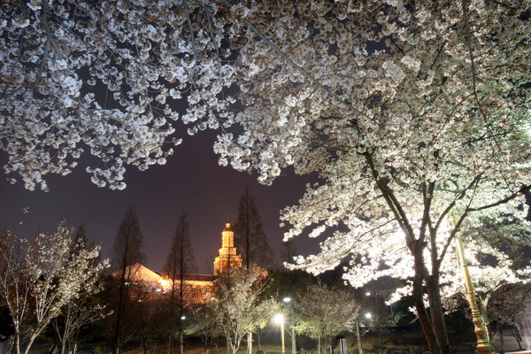 ▲ 계명대 행소박물관 벚꽃 야경ⓒ계명대 제공