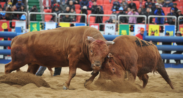 ▲ 2년 만에 재개최되는 청도소싸움축제가 오는 15일부터 열린다. 체급별로 100여두가 출전, 치열한 승부를 펼칠 예정이다.ⓒ청도군 제공