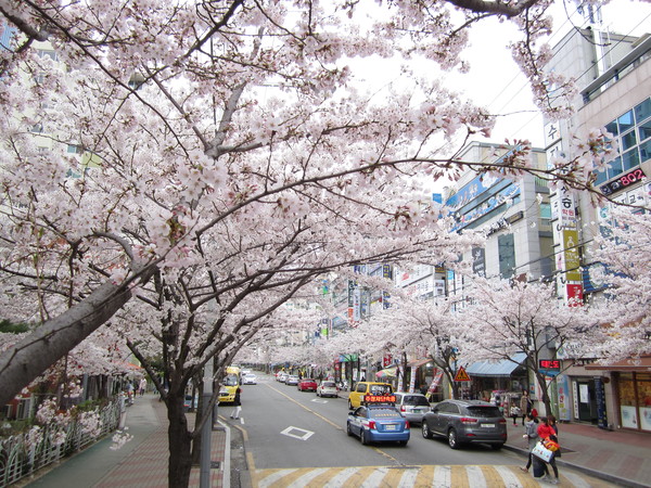 ▲ 경산시 옥곡동 일대에 벚꽃이 만개해 지나가는 주민들에게 색다른 볼거리를 제공하고 있다.ⓒ경산시 제공