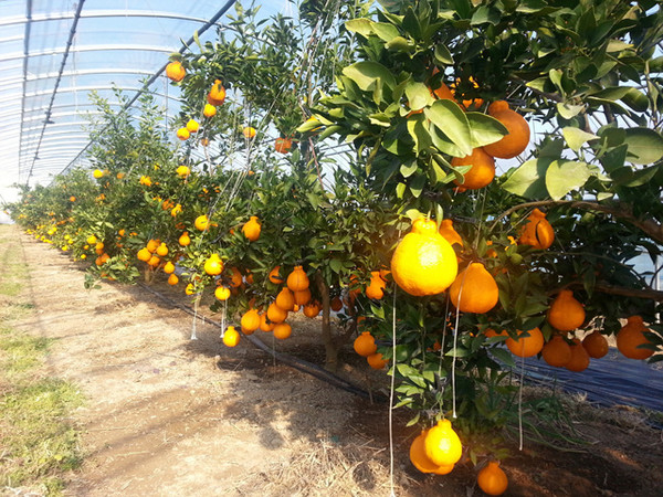 ▲ 한라봉 재배 하우스ⓒ경주시 제공