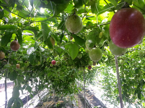 ▲ 브라질이 원산지인 백향과ⓒ경주시 제공