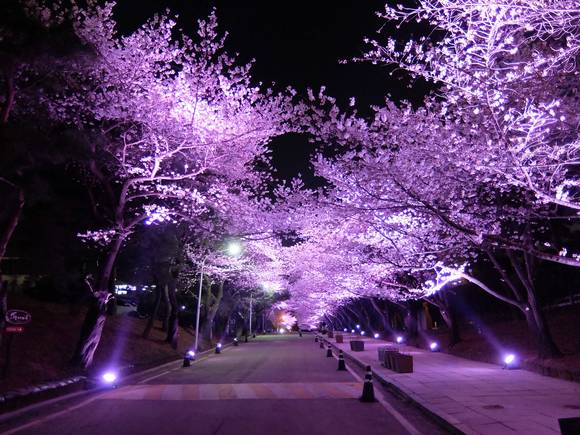 ▲ 렛츠런파크 서울 벚꽃축제 야경ⓒ한국마사회