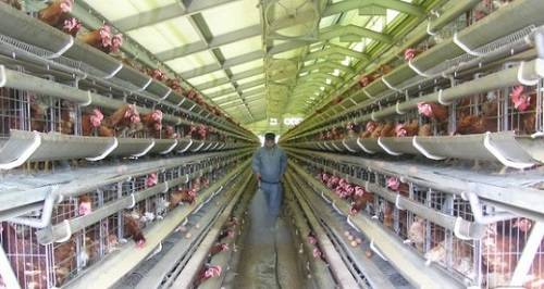 ▲ AI에도 불구하고 달과 오리는 산지가격 호조로 모두 늘었다ⓒ뉴데일리 DB