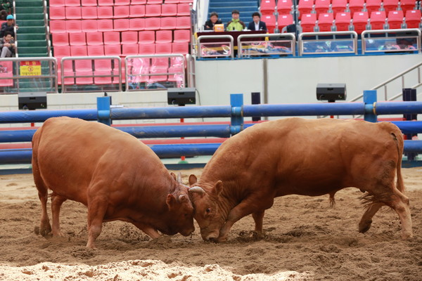 ▲ 소싸움경기장  ⓒ사진 김형만 기자 뉴데일리