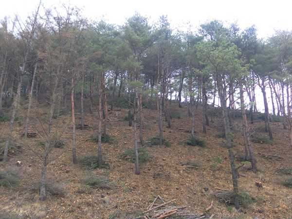 ▲ 봉화군은 다양한 가치창출 위한 기능별 숲가꾸기사업을 시행하게 됐다.ⓒ봉화군 제공