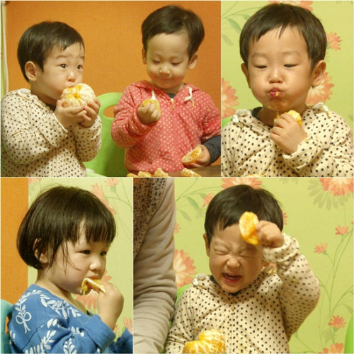 ▲ 한라봉을 먹고 있는 서언,서준, 지온. KBS2 슈퍼맨이 돌아왔다 방송장면.