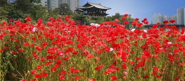▲ 태화강대공원 태화루 앞에 만개한 꽃양귀비 정원..꽃양귀비는 일명 개양귀비라불리며 아편 성분이없으며 색이 아름다워 관상용으로 사랑받는 꽃이다. =ⓒ뉴데일리