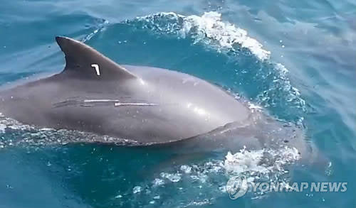 지난해 7월 제주시 김녕리 앞바다에서 유영하는 모습이 발견된 남방큰돌고래 '제돌이'.ⓒ연합뉴스