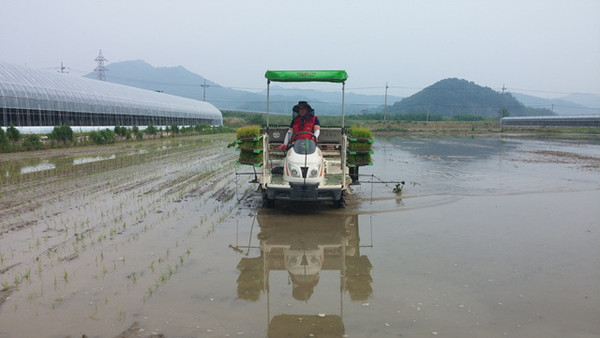 ▲ 김천시는 경쟁력있는 품질 좋은 쌀 생산을 위해서는 품종선택 못지않게 중요한 것이 모내는 시기와 생산비절감 기술보급 이다.ⓒ김천시 제공