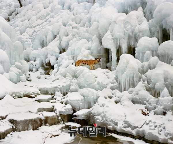 ▲ Untitled 014, pigment print, 50 x 60cm, 2014. ⓒ김승구