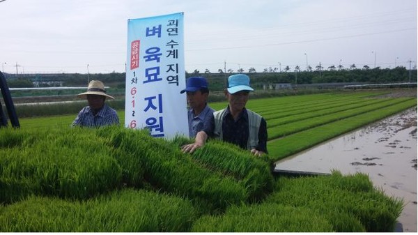 ▲ 영천시는 물 부족 등 못자리 설치 실패 농가 예비묘를 공급하고 있다. ⓒ영천시 제공