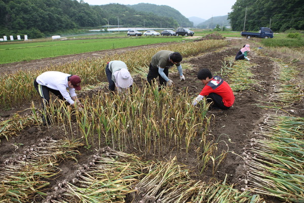 ▲ 의성군청 기획실 직원들이 5일 점곡면 명고리 김희환씨 마늘밭에서 일손을 돕고 있다. ⓒ의성군 제공
