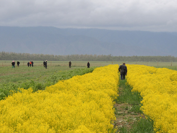 ▲ 키르키즈스탄 이식쿨주 튭(Tyup)지역 340ha에 조성된 감초 농장ⓒ영천시 제공