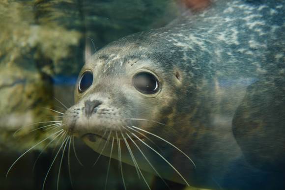 ▲ 한화아쿠아플라넷에서는 이달의 스타생물로 물범을 선정하고 다양한 이벤트를 진행한다. ⓒ한화리조트