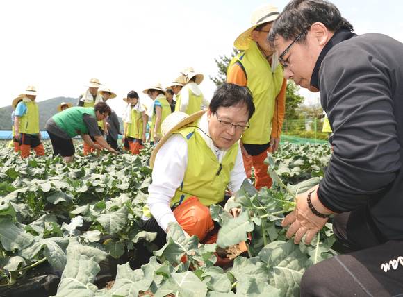▲ 김용환 농협금융 회장(가운데)과 임직원 봉사단이 지난달 14일 강원도 홍천군 동면 '왕대추마을'에서 농촌일손돕기를 하고 있다.