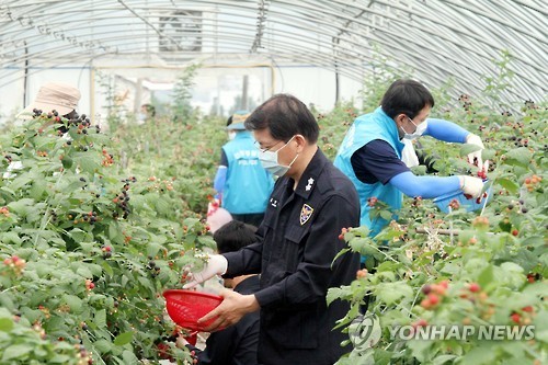 ▲ 전북지방경찰청 직원들이 11일 중동호흡기증후군(MERS·메르스) 발생으로 출입이 통제돼 일손이 부족한 순창군 장덕마을을 찾아 봉사활동을 펼쳤다. ⓒ 사진 연합뉴스