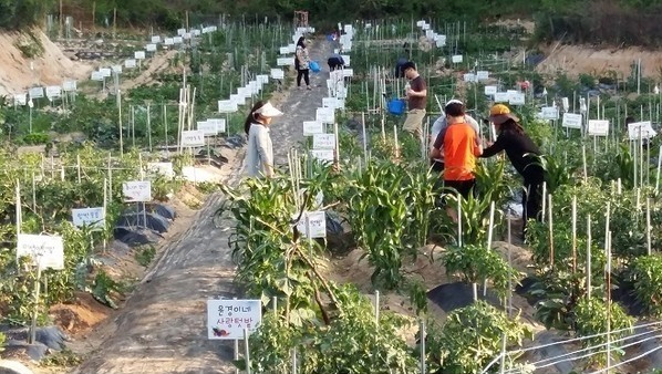 ▲ 영주시는 도시농업활성화를 위한 도시텃밭 사업을 추진하고 있다.ⓒ영주구 제공