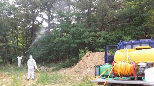 ▲ 포항시가 소나무재선충병 확산 사전 예방을 위해 항공 및 지상방제에 나섰다.ⓒ포항시 제공