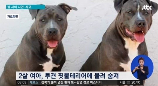 ▲ 핏불테리어 ⓒJTBC