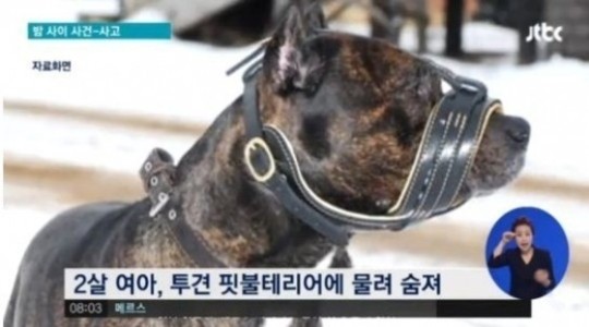 ▲ 2세여아 집에서 키우던 핏불테리어에 물려사망ⓒJTBC뉴스캡쳐