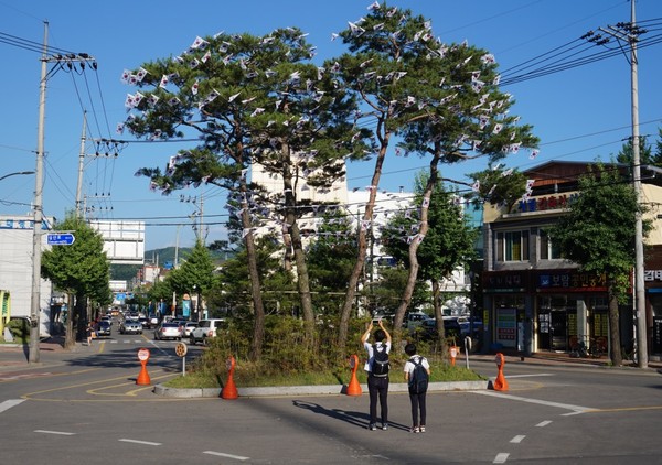 ▲ 성주군은 소나무 다섯 그루에 500개 태극기로 장식을 했다.ⓒ성주군 제공