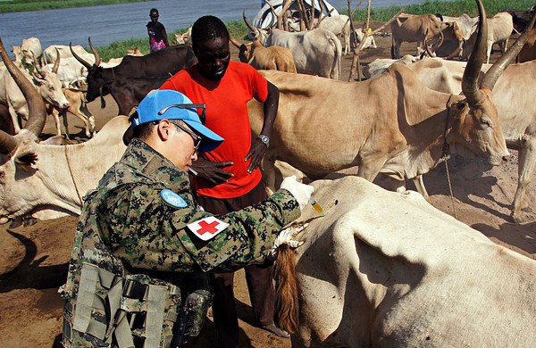 ▲ 한빛부대가 7일 말루아시아 마을에서 수의진료를 진행하는 가운데 수의장교 이대용 대위가 마을에서 키우는 소를 진찰하고 있다. 목축은 주민들의 핵심 생계 수단으로 수의진료는 주민친교의 핵심수단 중 하나다.ⓒ국방부 공동취재단