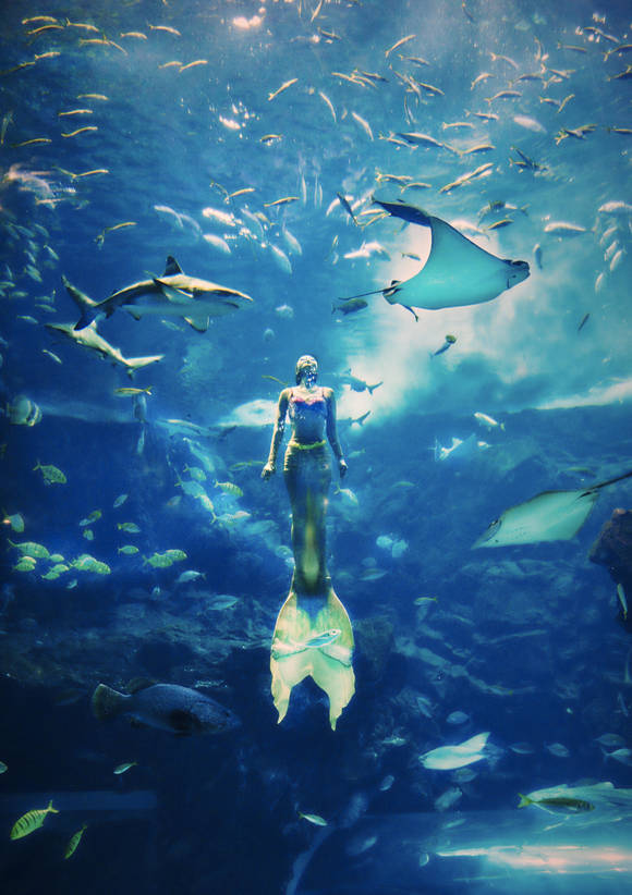 ▲ 아쿠아플라넷 일산의 메인수조.ⓒ한화호텔앤드리조트