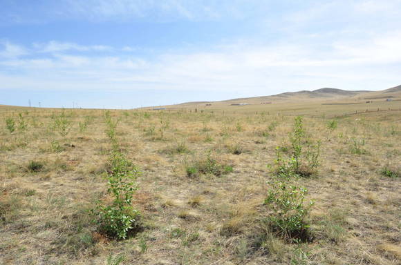 ▲ 몽골 '카스 희망의 숲' 조림지 ⓒ오비맥주