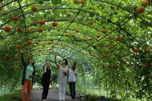 ▲ 농업기술센터가 터널하우스 관상용 덩굴식물을 재배해 지역민과 군 방문객들의 눈을 즐겁게 하고 있다.ⓒ성주군 제공