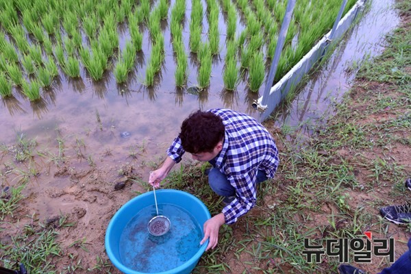 ▲ 미꾸라지 치어방양 모습.ⓒ경북도 제공