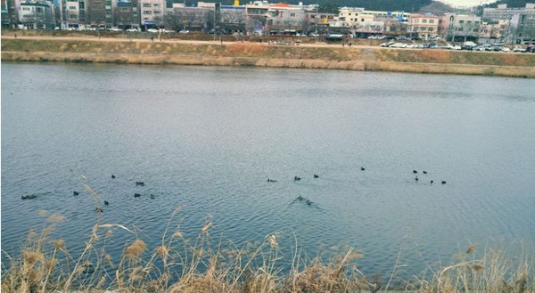 ▲ 울산 태화강 철새공원에 철새들이 한가로이 노닐고 있다 울산시 ⓒ 뉴데일리