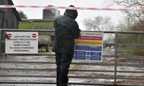 ▲ 영국산 가금류가 수입재개 두달만에 다시 금지됐다.ⓒ제공=농식품부