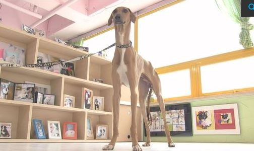 ▲ ⓒ SBS '동물농장'