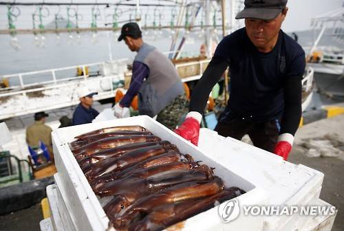 ▲ 출하되는 오징어.ⓒ연합뉴스