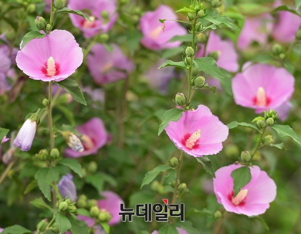 ▲ 대한민국의  국화(國花)인 무궁화의 모습.  ⓒ뉴데일리 정상윤 기자