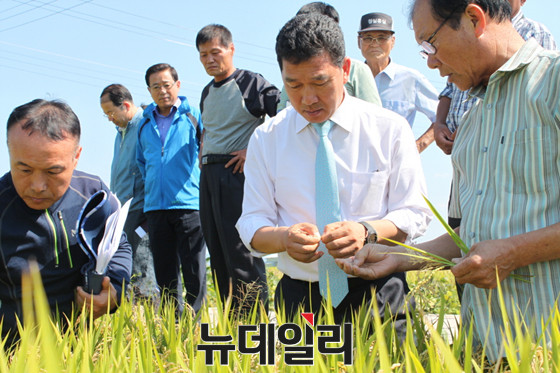 ▲ 새정치민주연합 신정훈 의원(전남 나주·화순)이 지난해 7·30 보궐선거에서 당선된 직후 벼이삭도열병 피해 현장을 직접 돌아보고 있다. ⓒ뉴데일리 사진DB