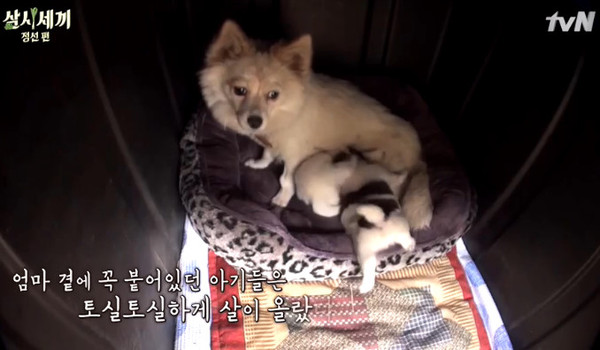 ▲ 밍키 새끼들 ⓒ삼시세끼 방송화면 캡쳐