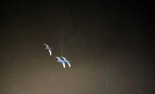 ▲ 백조 사진 작품@군위군 제공