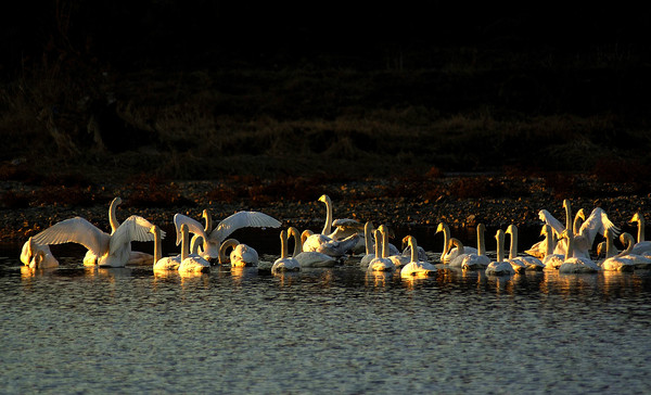 ▲ 백조 사진 작품@군위군 제공