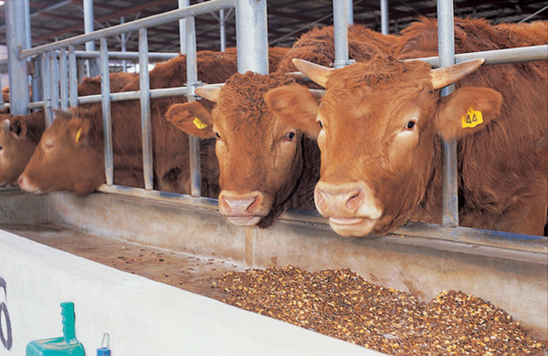 ▲ 봉화군 봉화한약우가 ‘2016년 우수축산물브랜드인증’에 선정됨에 따라 브랜드 가치가 더욱 향상될 것으로 기대된다. ⓒ봉화군 제공