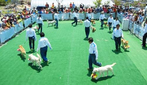 ▲ 진도 여행에 진돗개가 아닌 일반 반려견 반입이 허용된다ⓒ진도군청 홈페이지 캡처