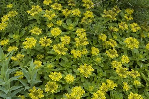 ▲ ⓒ아모레퍼시픽 제공 /섬기린초 이미지