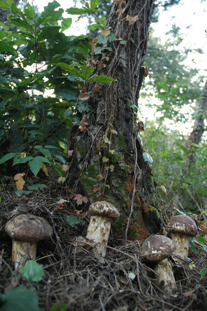 ▲ 봉화군이 ‘송이산 견학’ 행사를 실시 하고 있다. ⓒ봉화군 제공