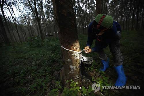 ▲ 고무나무에서 천연고무를 생산하고 있는 모습.ⓒ연합뉴스