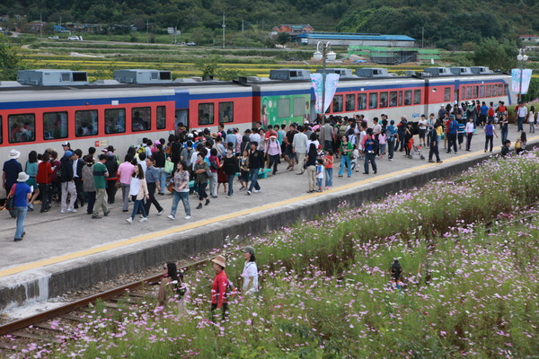 ▲ 하동 북천면에서 코스모스·메밀꽃축제가 열리고 있다 ⓒ뉴데일리