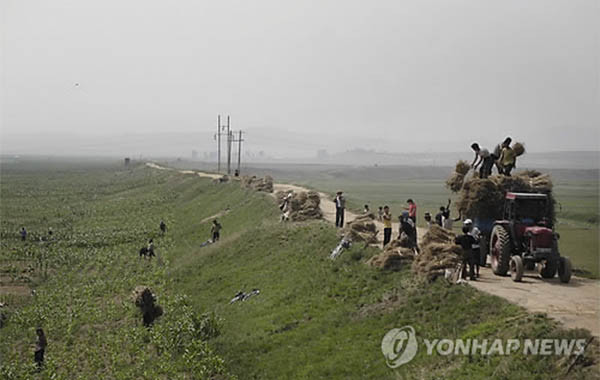 ▲ 농사를 짓는 북한 사람들. 유엔 식량농업기구는 최근 